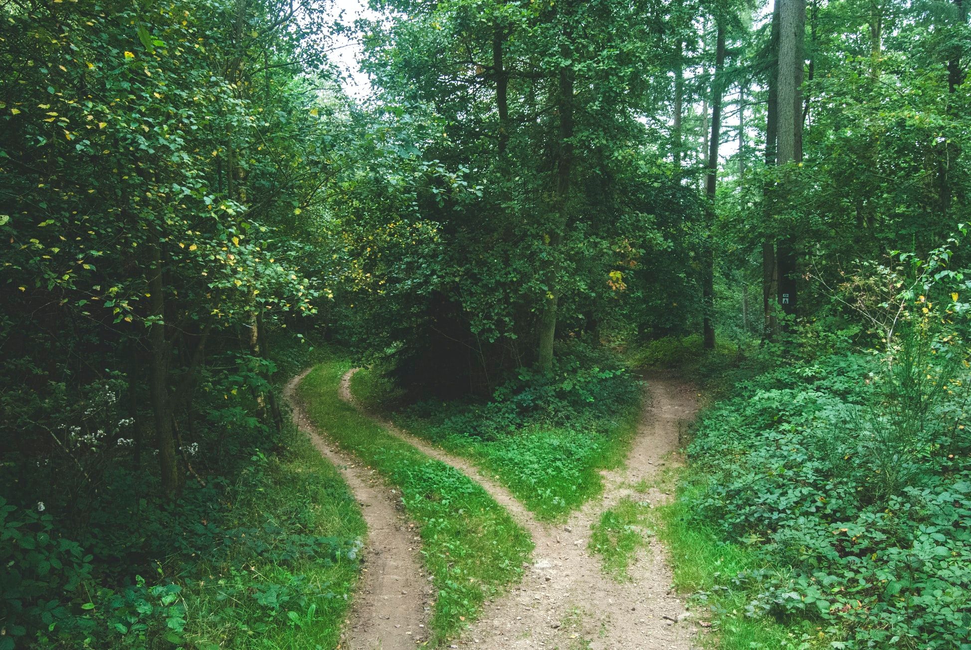 Fork in the road